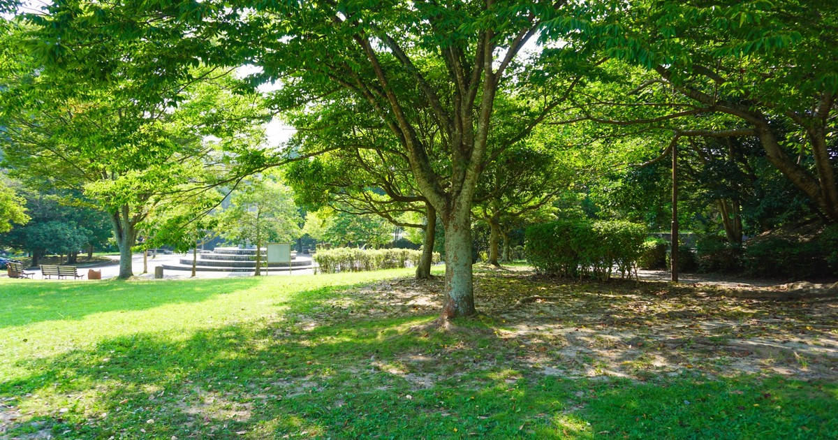 真夏の公園の木陰（緑の木々と芝生、日差しと影のコントラスト）