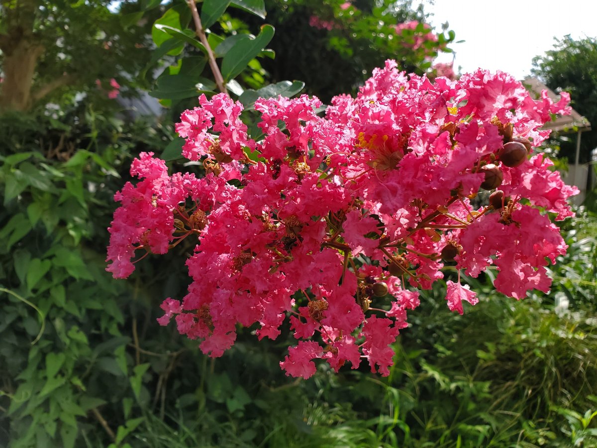 サルスベリの花のクローズアップ（濃いピンク、夏の強い日差し）