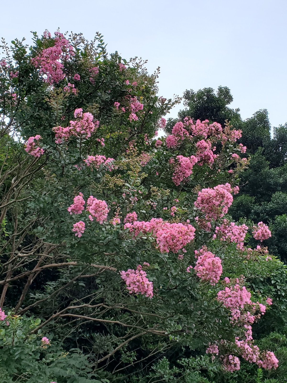 サルスベリの木（ピンクの花が樹冠いっぱいに咲く、引きの構図）